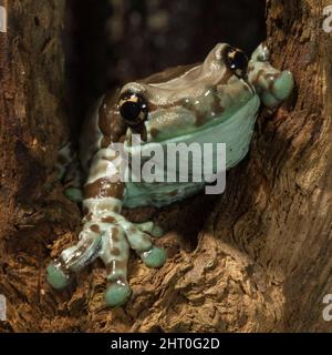 Amazonasmilchfrosch (Trachyccepals resinifictrix) bis ca. 8 cm lang. Herkunft: Amazonas-Regenwald, Südamerika Stockfoto