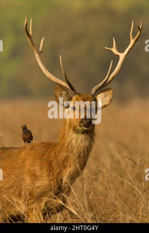 WESTERN barasingha (Rucervus duvaucelii), Kanha-Nationalpark, Madhya Pradesh, Indien Stockfoto