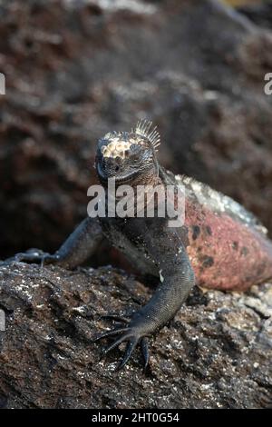 Marine-Leguane (Amblyrhynchus cristatus), die auf Felsen ruht und die langen Kopfdornen zeigt, die sich über den Rücken erstrecken. Fernandina (Narborough) Island, Galap Stockfoto