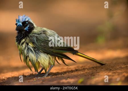 Grüner eichelhäher (Cyanocorax yncas) nach dem Baden in einem Wasserloch. Rio Grande Valley, Texas, USA Stockfoto