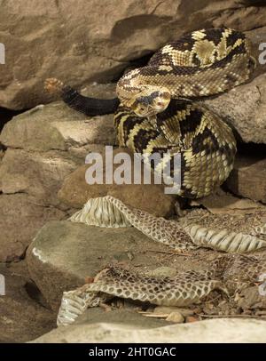 Schwarzer Skimmer (Rynchops niger), im Flug über einen Fluss. Pantanal, Brasilien Stockfoto