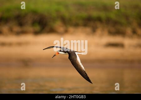 Schwarzschwanzmarmeltier (Mico melanurus), zwischen 18 und 28 cm lang. Pantanal, Matto Grosso, Brasilien, Stockfoto