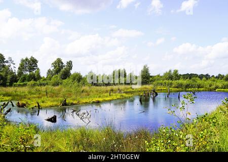 Schöne Aufnahme eines Moors im Naturschutzgebiet Diepholzer Moor bei Diepholz Stockfoto