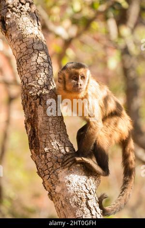 Brauner Kapuziner (Sapajus apella), im Baum. Piaui, Brasilien Stockfoto