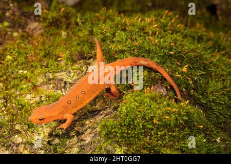 Rotfleckiger Molch (Notophthalmus viridescens), rote eft - ein Stadium, das von etwa drei Monaten bis zu drei Jahren dauert. Pennsylvania, USA Stockfoto