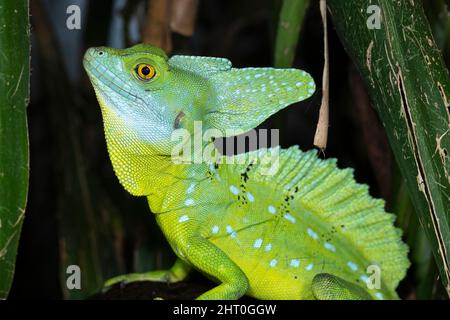 Gefleckte Basilisken (Basiliscus plumifrons) Männchen, das die Kämme auf dem Kopf und auf dem Rücken zeigt; es hat ein Drittel am Schwanz. Weibchen haben nur den Kopf cr Stockfoto