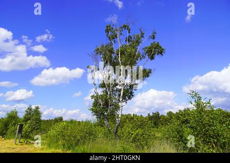 Schöne Aufnahme von grünen Bäumen und Pflanzen im Naturschutzgebiet Diepholzer Moor bei Diepholz Stockfoto