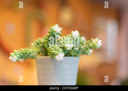 Farbenfrohe, sukkkkkulente Zimmerpflanzen, Penjing, Penzai, Bonsai oder saikei, in einem Plastikkorb auf einem Holztisch. Stockfoto