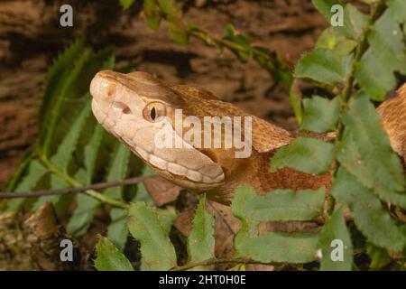 Südlicher Kupferkopf (Agkistrodon contortrix contortrix), der aus Farnwedeln herausragt. Unterarten, die im Südosten der USA beheimatet sind Stockfoto