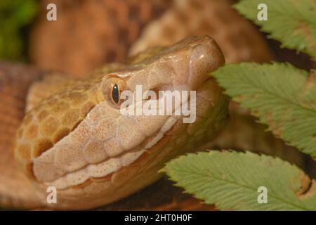 Südlicher Kupferkopf (Agkistrodon contortrix contortrix). Unterarten, die im Südosten der USA beheimatet sind Stockfoto