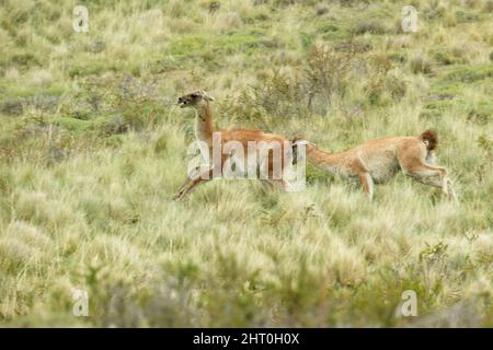 Guanaco (Lama guanicoe), Chulengo oder Jungtiere, die ein älteres Tier verfolgen. Nationalpark Torres del Paine, Chile Stockfoto