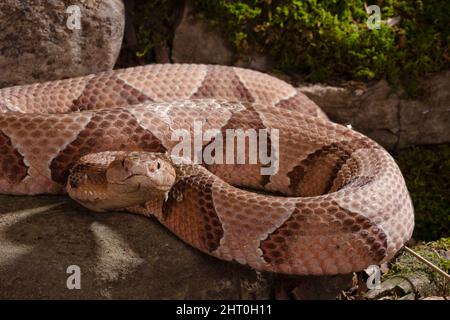 Südlicher Kupferkopf (Agkistrodon contortrix contortrix) gewickelt, streikbereit. Unterarten, die im Südosten der USA beheimatet sind Stockfoto