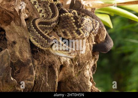 Südamerikanische Klapperschlange (Crotalus durissus) in einem Baum. Vulkan Arenal, Costa Rica Stockfoto