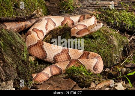 Südlicher Kupferkopf (Agkistrodon contortrix contortrix) auf Moos gewellt, Kopf angehoben. Unterarten, die im Südosten der USA beheimatet sind Stockfoto