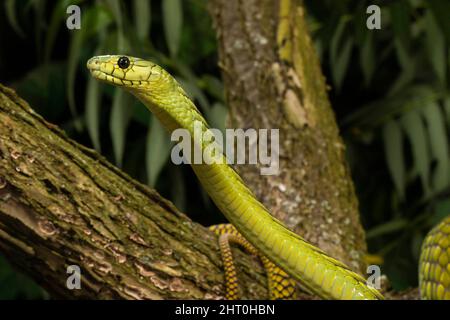 Westliche grüne Mammaschlange (Dendroaspis viridis), eine sehr gefährliche schlanke Schlange, die bis zu 2,4 m hoch werden kann, aber normalerweise zwischen 1,4 und 2,1 m lang ist. Es ist so Stockfoto