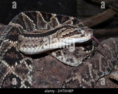 Südamerikanische Klapperschlange (Crotalus durissus) Porträt mit Kopf aus der Spule angehoben, Zunge hervorstehend. Vulkan Arenal, Costa Rica Stockfoto