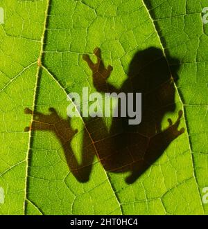 Clownbaumfrosch (Dendropsophus leucophyllatus), Schatten auf der anderen Seite eines Blattes, von unten gesehen. Herkunft: Amazonasbecken, Südamerika Stockfoto