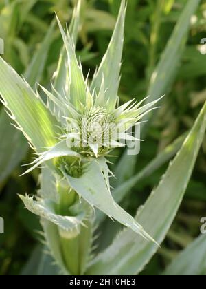 Nahaufnahme einer Rattlesnake Master Wildblumen, die an einem sonnigen Tag auf der Prärie wachsen Stockfoto