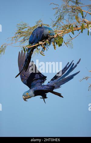 Hyazinthara (Anodorhynchus hyazinthus). Pantanal, Mato Grosso, Brasilien Stockfoto