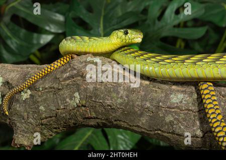 Westliche grüne Mammaschlange (Dendroaspis viridis), an einem Ast, eine sehr gefährliche schlanke Schlange, die bis zu 2,4 m wachsen kann, aber normalerweise zwischen 1,4 und 2,1 m liegt Stockfoto