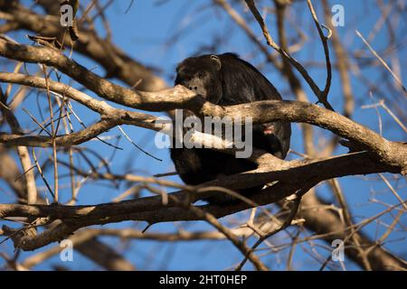 Der schwarze Brüllaffe (Alouatta caraya) rollte sich in einem Baum zusammen und starrte den Fotografen an. Pantanal, Mato Grosso, Brasilien Stockfoto