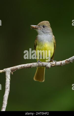 Großer Haubenfliegenfänger (Myiarchus crinitus), der ein Insekt in seinem Schnabel hält. Central Pennsylvania, USA Stockfoto