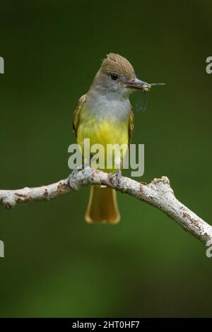 Großer Haubenfliegenfänger (Myiarchus crinitus), der ein Insekt in seinem Schnabel hält. Central Pennsylvania, USA Stockfoto