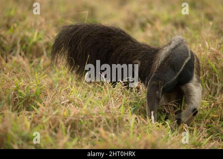 Riesenanteater (Myrmecophaga tridactyla), Pantanal, Mato Grosso, Brasilien Stockfoto