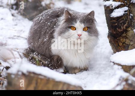 Junge Katze an einem Wintertag im Garten. Niedliches Kätzchen wird auf dem Land mit frischem Schnee gespielt. Stockfoto