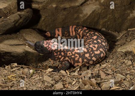 Perleneidechse (Heloderma horridum) Herkunft: Wüsten im Südwesten der USA Stockfoto