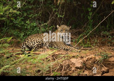 Jaguar (Panthera onca), am Flussufer liegend. Pantanal, Mato Grosso, Brasilien Stockfoto