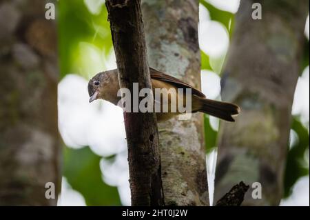 Blick auf eine Rufous-Würgerdrossel, die auf einem Baumglied thront, der im tropischen Wald in Yungaburra, Queensland, in Australien, nach Nahrung sucht. Stockfoto