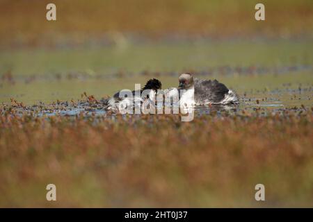 Silberreiher (Podiceps occipitalis) Elternteil auf Wasser Fütterung eines Kükens, ein anderes hinter dem Elternteil. Nationalpark Tierra del Fuego, Chile, Stockfoto