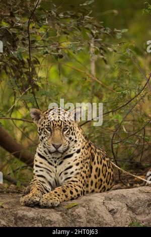 Jaguar (Panthera onca), der auf einem Felsbrocken ruht. Pantanal, Mato Grosso, Brasilien Stockfoto