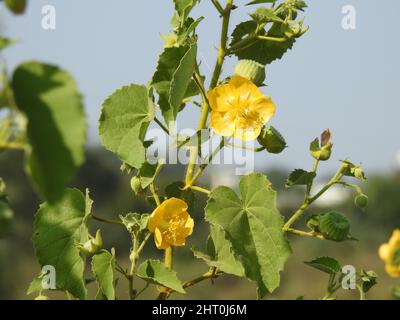 Schöne Abutilon Indicum oder indische Malge Pflanze Blätter und Blumen isoliert auf blauem Himmel Hintergrund Stockfoto