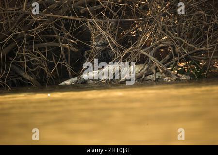 Jaguar (Panthera onca), ein Weibchen mit Radiohalsballen im verworrenen Unterholz, mit einem frisch gefangenen Yacare-Caiman am Cuiaba River, Pantanal, Mato Grosso, Stockfoto