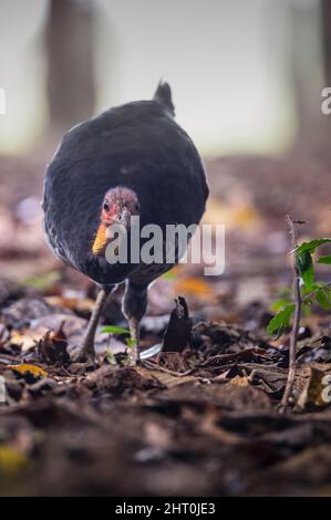 Ein australischer Brush-turkey, der langsam den Waldboden entlang geht und nach einem Frühstück im Blattstreu in Yungaburra, Queensland, Australien, sucht. Stockfoto