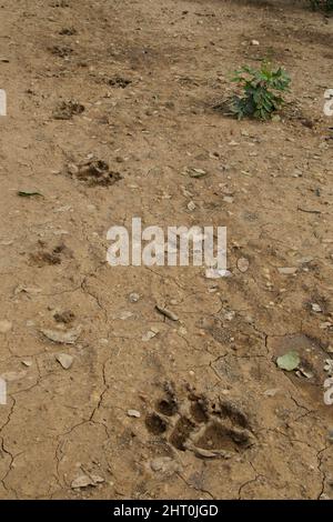 Jaguar (Panthera onca), Spuren im Sand. Pantanal, Mato Grosso, Brasilien Stockfoto