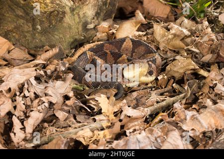 Springende Grubenviper (Atropoides nummifer), gut getarnte Schlange im Blattstreu. Vulkan Arenal, Costa Rica Stockfoto