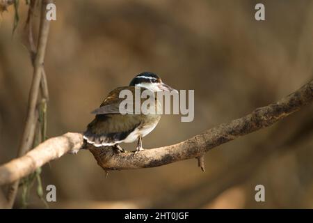 Sungrebe (Heliornis fulica) auf einem Ast über einem Fluss. Pantanal, Mato Grosso, Brasilien Stockfoto