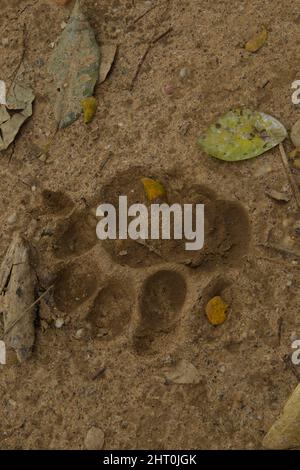 Jaguar (Panthera onca), Fußabdruck im Sand. Pantanal, Mato Grosso, Brasilien Stockfoto