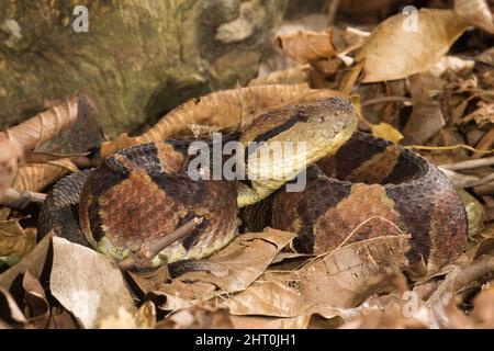 Springende Grubenviper (Atropoides nummifer), gut getarnte Schlange im Blattstreu. Costa Rica Stockfoto