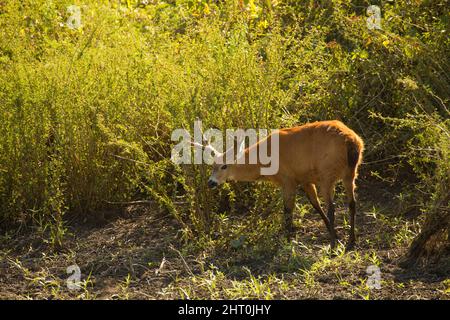 Marschhirsch (Blastocerus dichotomus) männlich. Weibchen haben kein Geweih. Pantanal, Mato Grosso, Brasilien Stockfoto