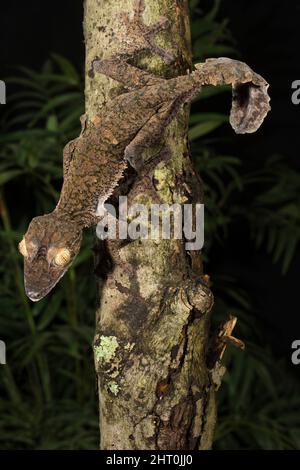 Gewöhnlicher Flachschwanzgecko (Uroplatus fimbriatus) auf einem moosbedeckten Baumstamm. Herkunft: Madagaskar Stockfoto