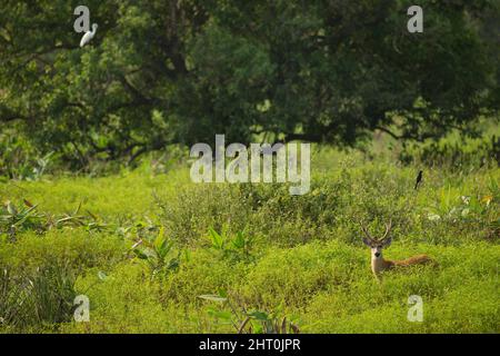 Marschhirsch (Blastocerus dichotomus) Männchen in üppigem Gras. Pantanal, Mato Grosso, Brasilien Stockfoto