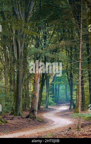 Nahaufnahme einer Sonne, die durch die Bäume in einem Wald scheint Stockfoto