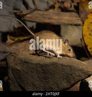 Waldhüpfmaus (Napaeozapus insignis), Futtersuche. Es frisst Pilze, Raupen, Käfer und Früchte. Pennsylvania, USA Stockfoto