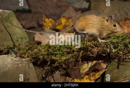 Waldhüpfmaus (Napaeozapus insignis), die auf einem Laubholzboden läuft. Pennsylvania, USA Stockfoto