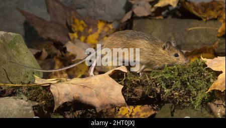 Waldhüpfmaus (Napaeozapus insignis), eine Kreatur von 205 bis 256 mm Länge, Nase bis zum Ende des Schwanzes, die mit ihrem ausnahmsweise l 3 m springen kann Stockfoto