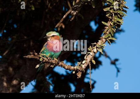 Fliederreiher (Coracias caudatus), der von vielen als einer der schönsten Vögel der Welt angesehen wird. Masai Mara National Reserve, Kenia Stockfoto